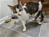 adoptable Cat in elgin, SC named Stubbs