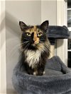 adoptable Cat in elgin, SC named Sender