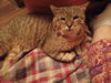 adoptable Cat in elgin, SC named Nunchucks