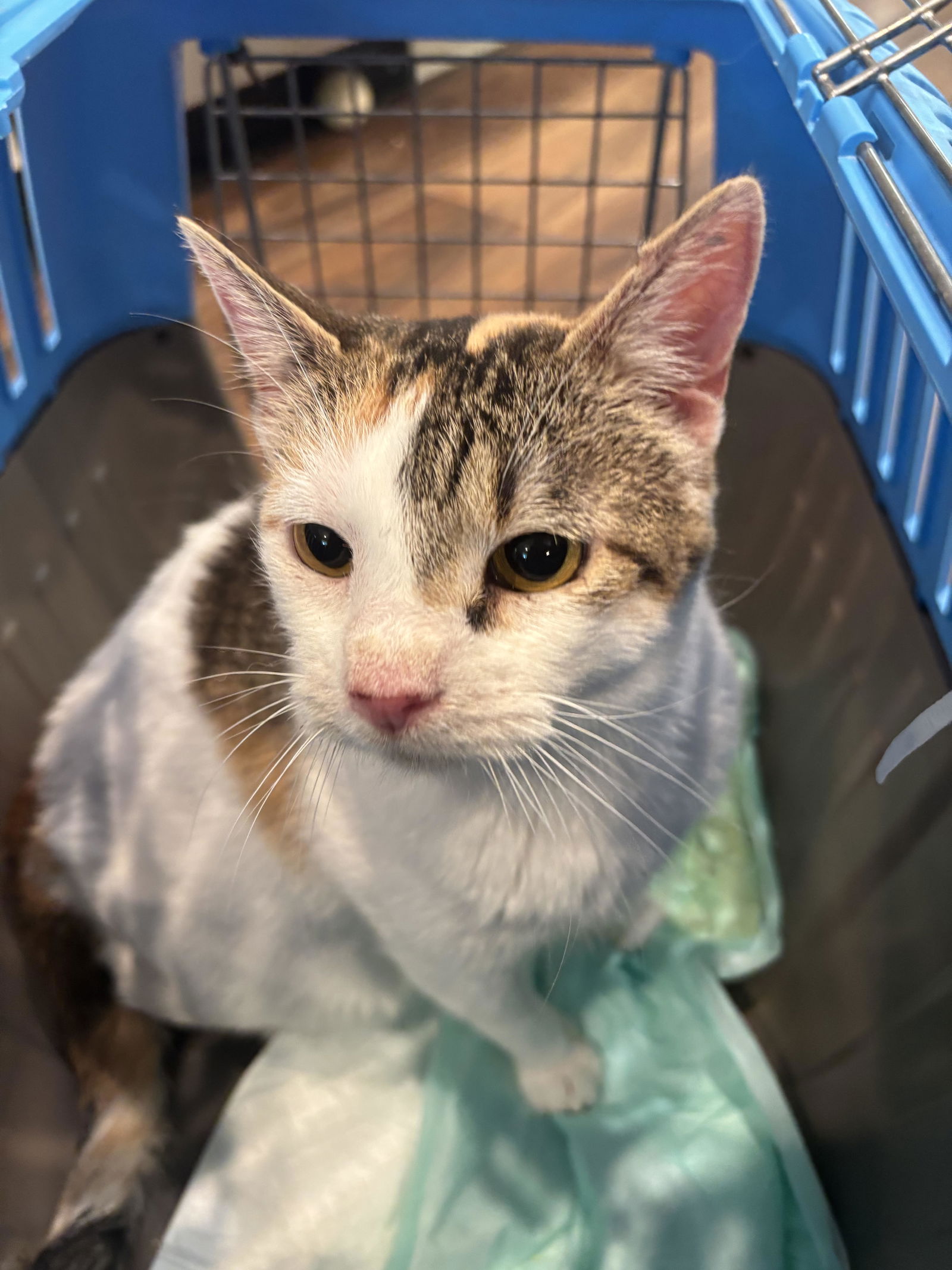 adoptable Cat in Elgin, SC named Ginkgo