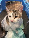 adoptable Cat in , SC named Ginkgo