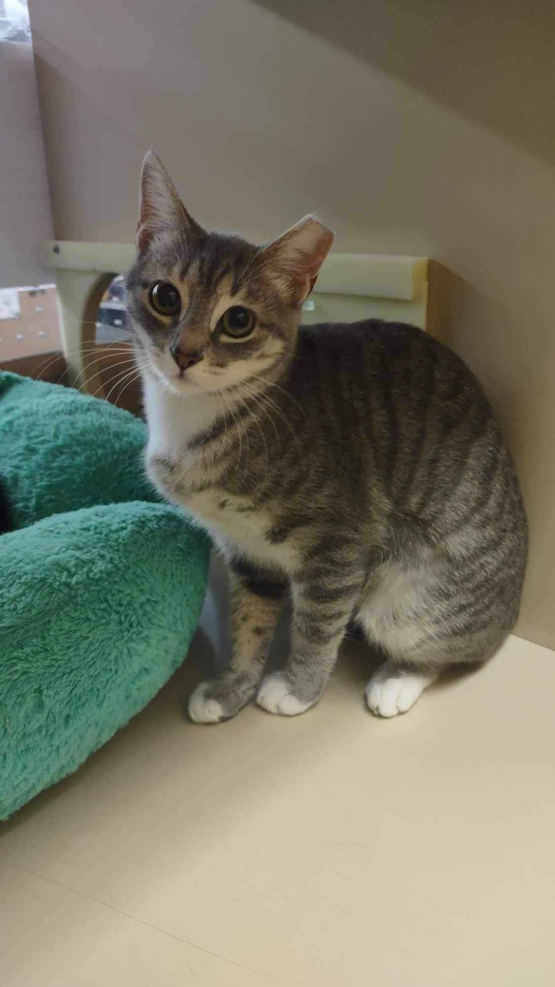 adoptable Cat in Elgin, SC named Emtpoda