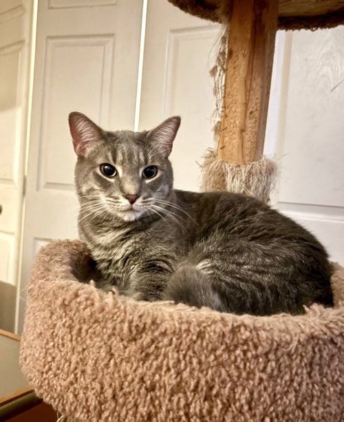 Candles, a cat for adoption from Cat Around Town Project