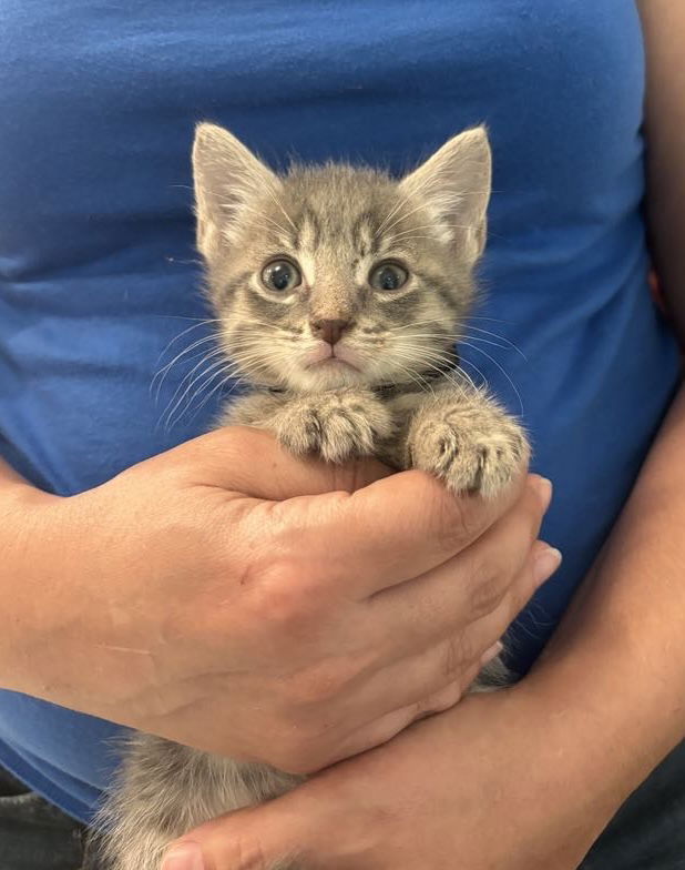 adoptable Cat in Elgin, SC named Candles