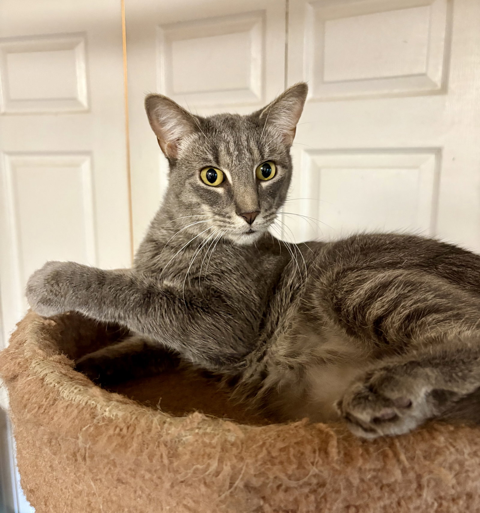 Poppers, Domestic Short Hair