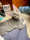 adoptable Cat in Elgin, SC named Poppers