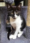 adoptable Cat in Elgin, SC named Baby K