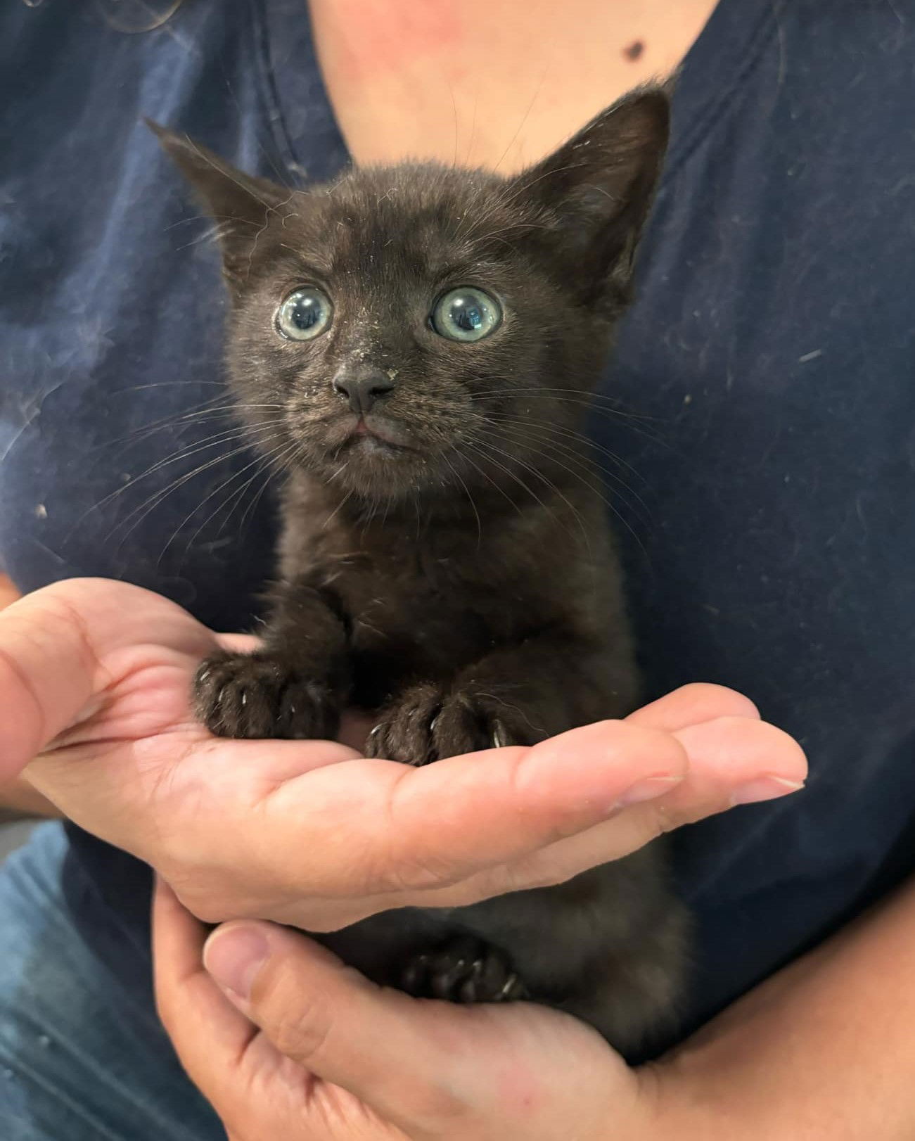 adoptable Cat in Elgin, SC named Moscato (available for pre-adoption)