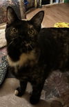 adoptable Cat in , SC named Pinot Meow