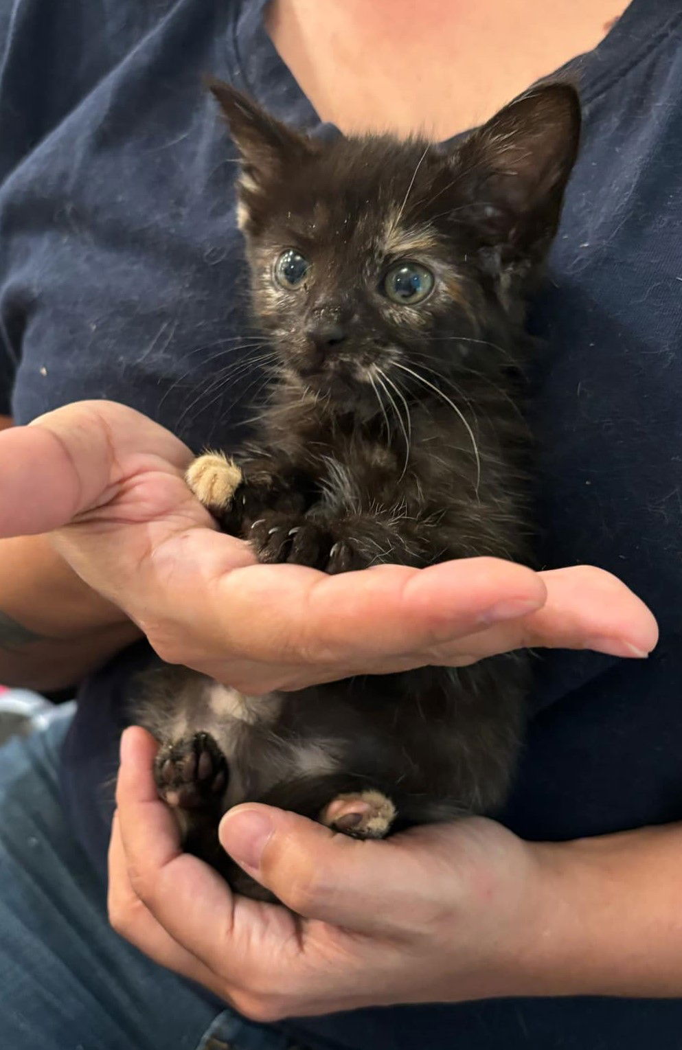 adoptable Cat in Elgin, SC named Pinot Meow (available for pre-adoption)