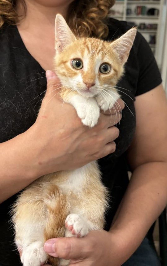 adoptable Cat in Elgin, SC named Bienenstich