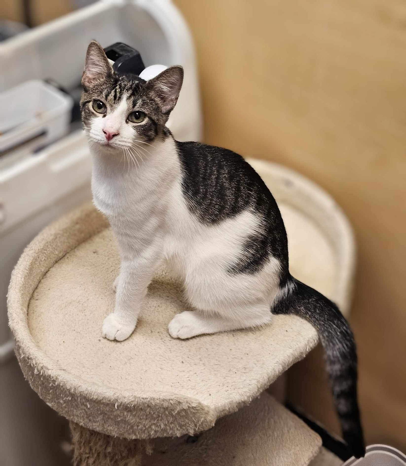 adoptable Cat in Elgin, SC named Purriosity