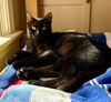 adoptable Cat in , SC named Confetti