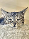adoptable Cat in , SC named Spritz