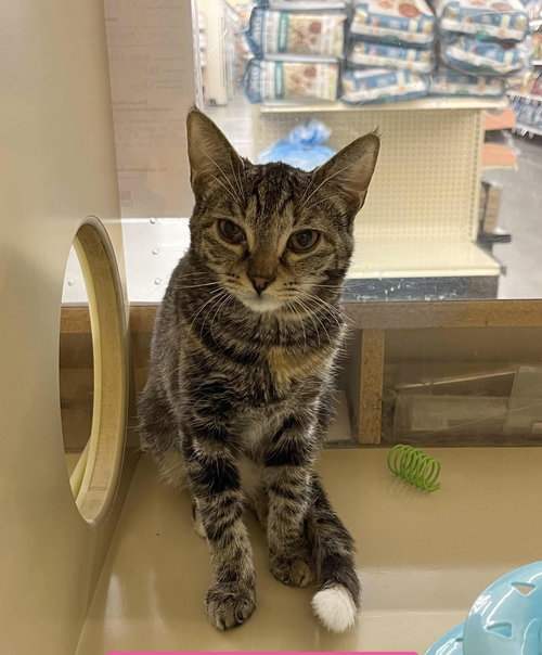 SPRITZ - Domestic Short Hair available for adoption