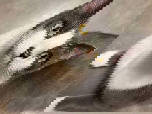 picture of the cat needing adoption