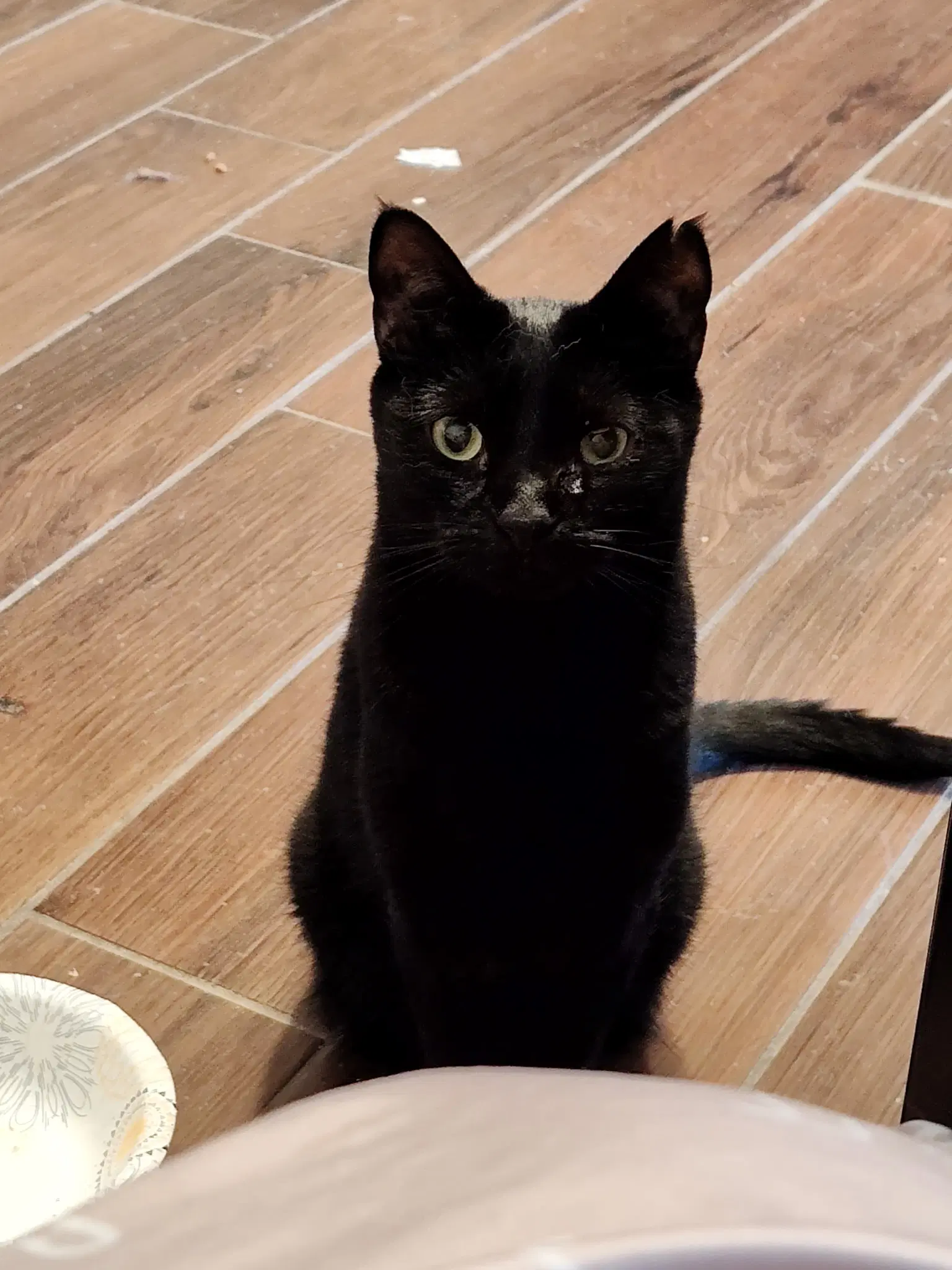 Lexus - Domestic Short Hair