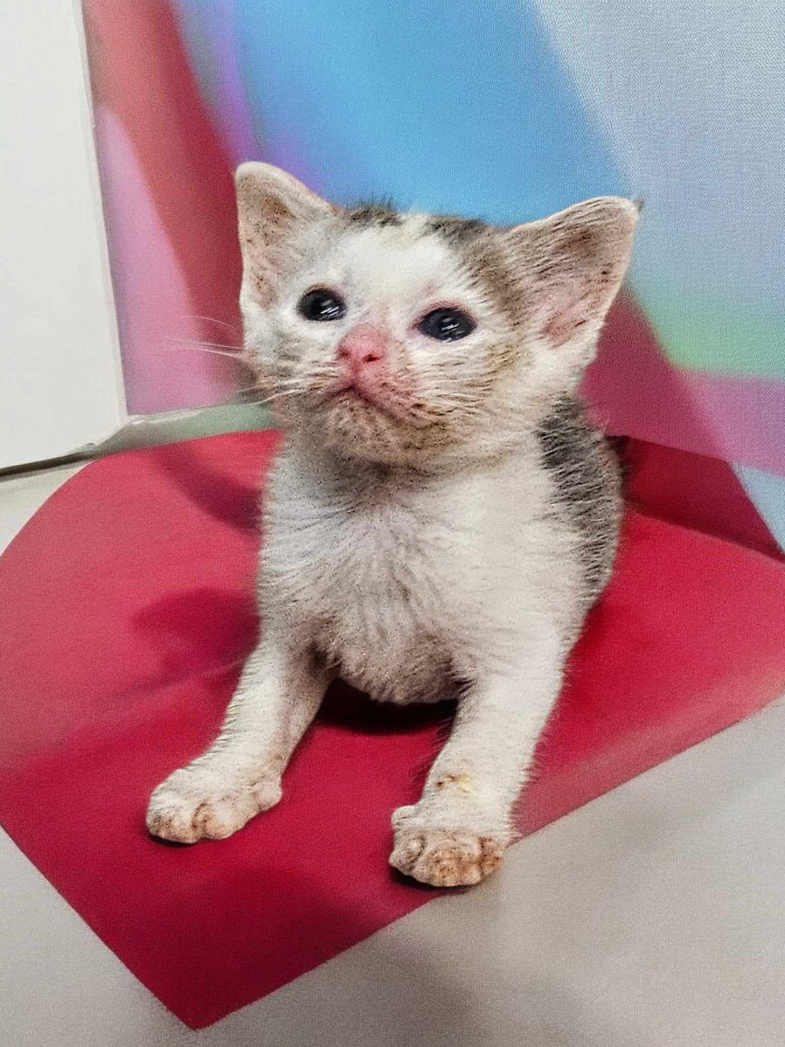 adoptable Cat in Elgin, SC named Crikey (available for pre-adoption)