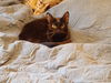 adoptable Cat in , SC named Chevrolet