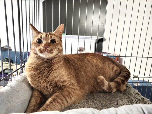 HOODWINKED - Domestic Short Hair available for adoption