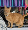 Hoodwinked - Photo 2