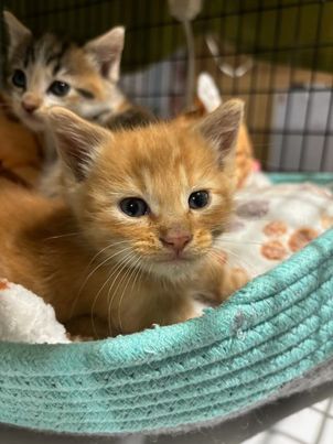 adoptable Cat in Elgin, SC named Hoodwinked (available for pre-adoption)