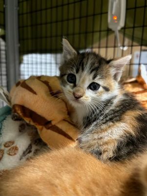 adoptable Cat in Elgin, SC named Impawster (available for pre-adoption)