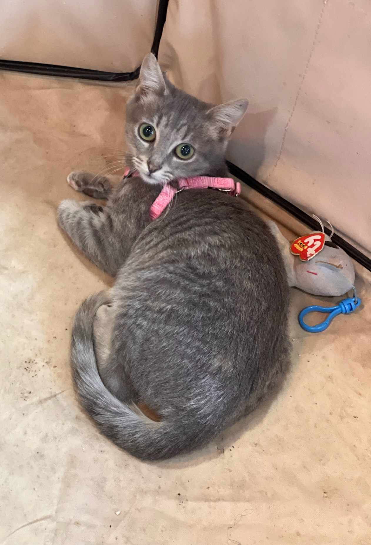 adoptable Cat in Elgin, SC named Dippin Dots (available for pre-adoption)