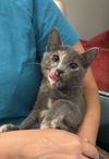 adoptable Cat in , SC named Detention