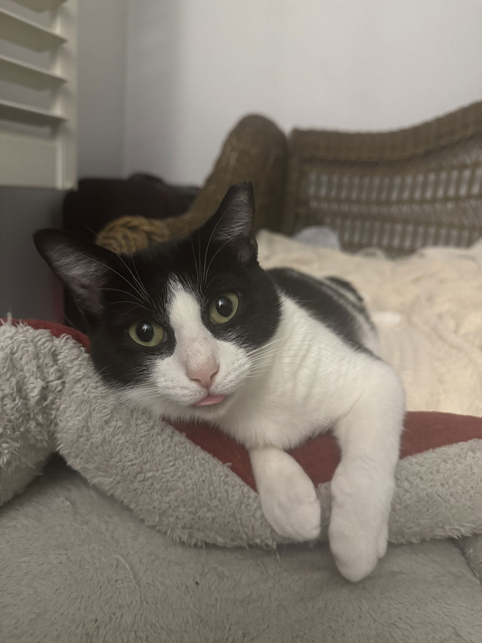 adoptable Cat in Elgin, SC named Charisma