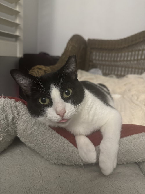 CHARISMA - Domestic Short Hair available for adoption