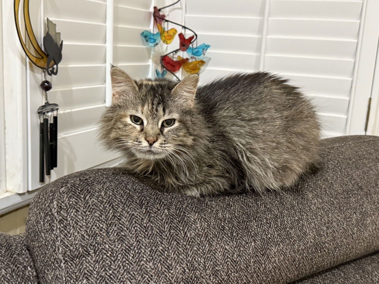 adoptable Cat in Elgin, SC named Petunia