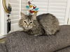 adoptable Cat in , SC named Petunia