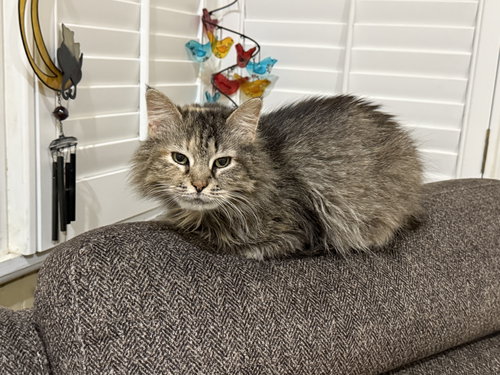 PETUNIA - Domestic Long Hair available for adoption