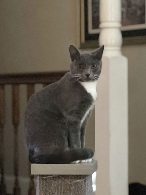 picture of the cat needing adoption