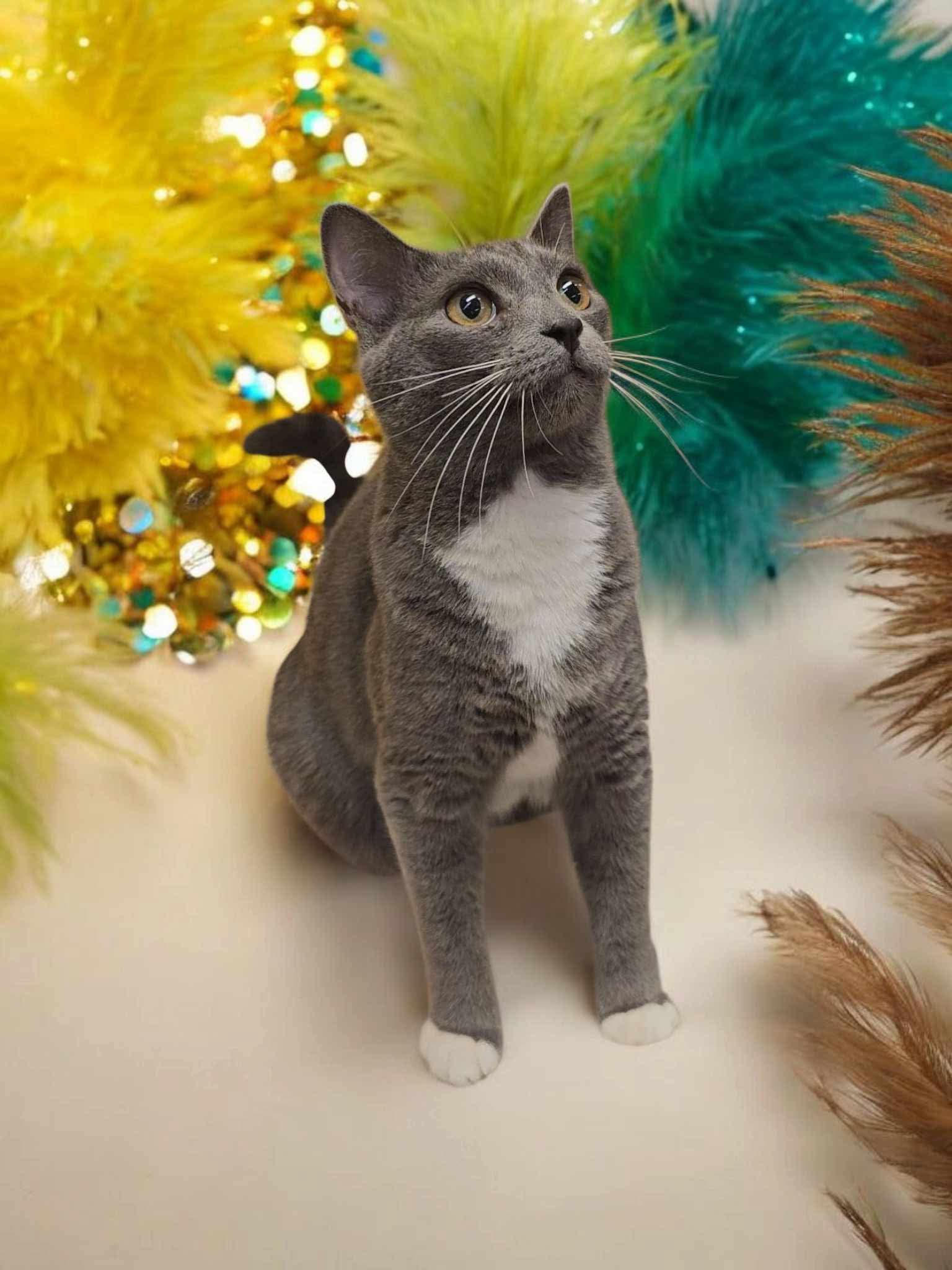 adoptable Cat in Elgin, SC named Mr. Darcy