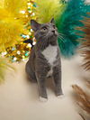 adoptable Cat in , SC named Mr. Darcy