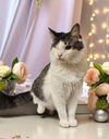 adoptable Cat in , SC named Unhinged