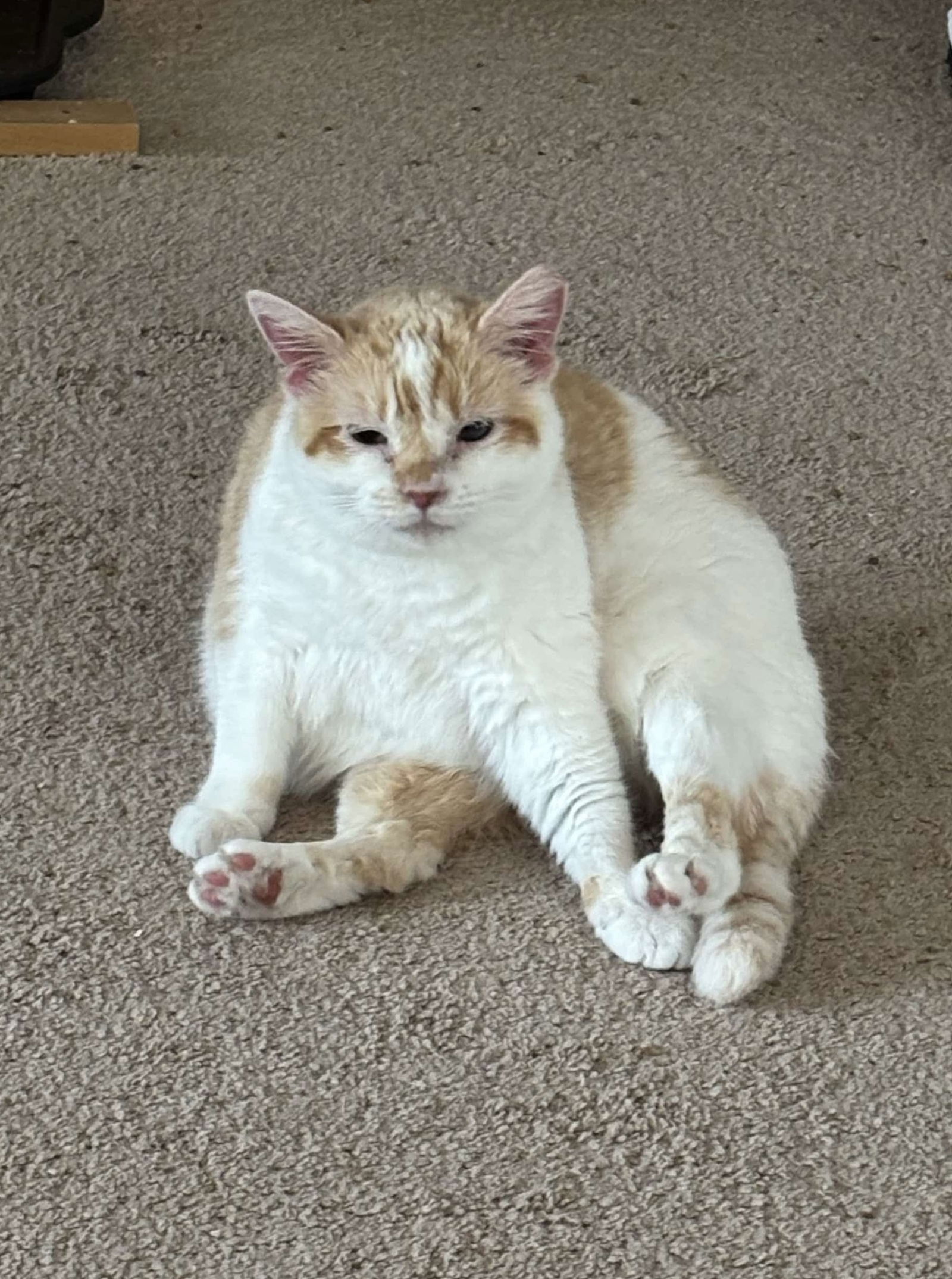 adoptable Cat in Elgin, SC named Dogwood
