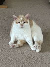 adoptable Cat in , SC named Dogwood