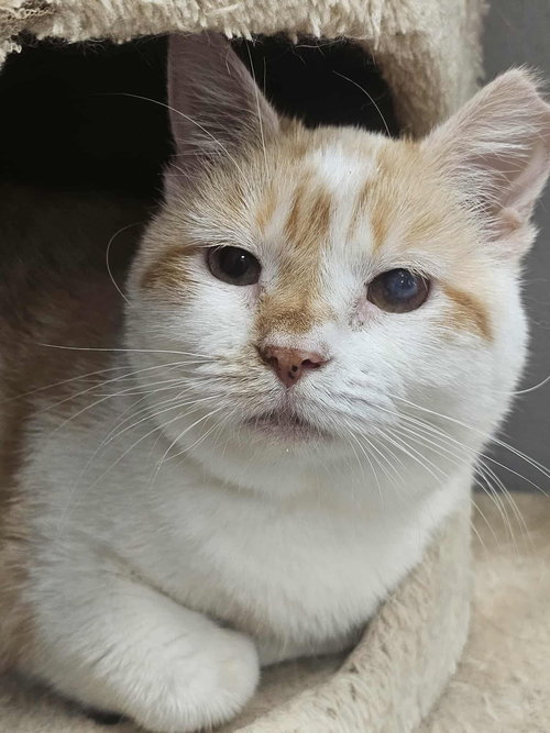 DOGWOOD - Domestic Short Hair available for adoption