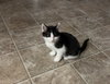 Purrducken - Photo 6