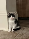 Purrducken - Photo 5