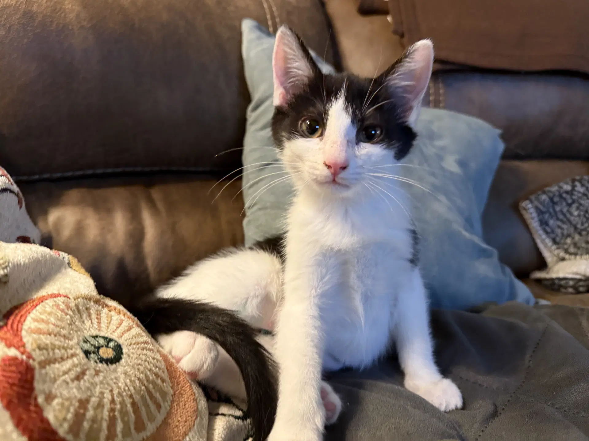 Purrducken image 4