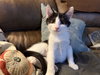Purrducken - Photo 4