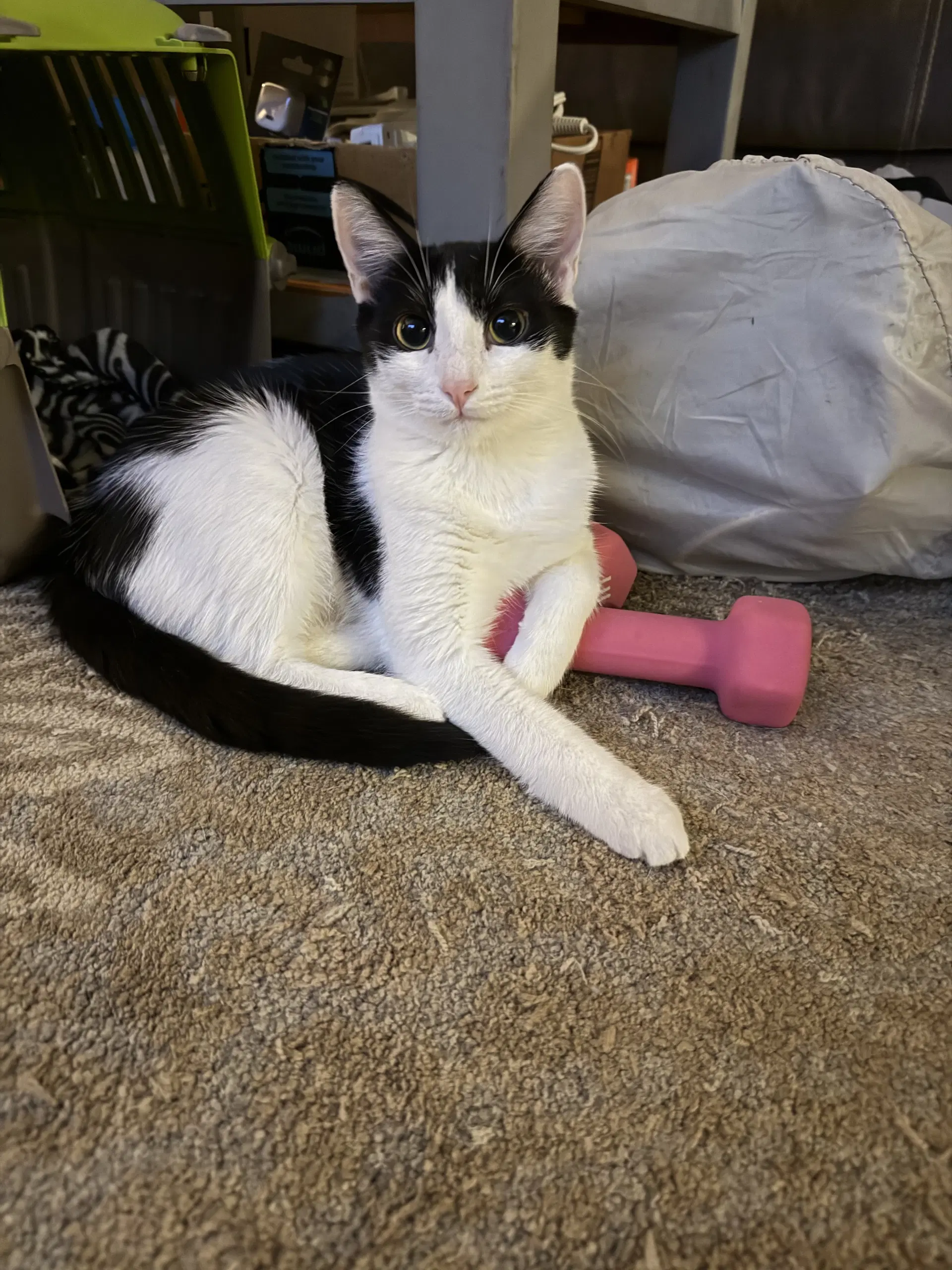 Purrducken image 3