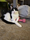 Purrducken - Photo 3