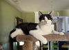 adoptable Cat in , SC named Purrducken
