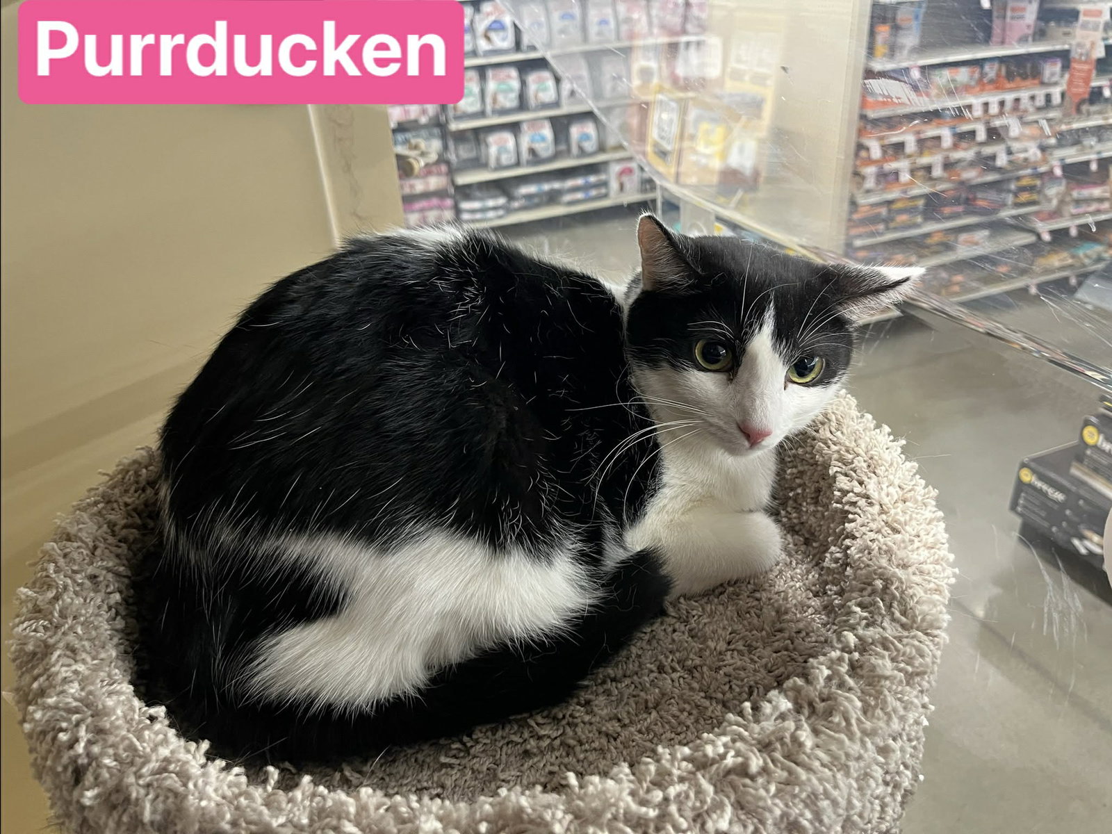 Purrducken Image