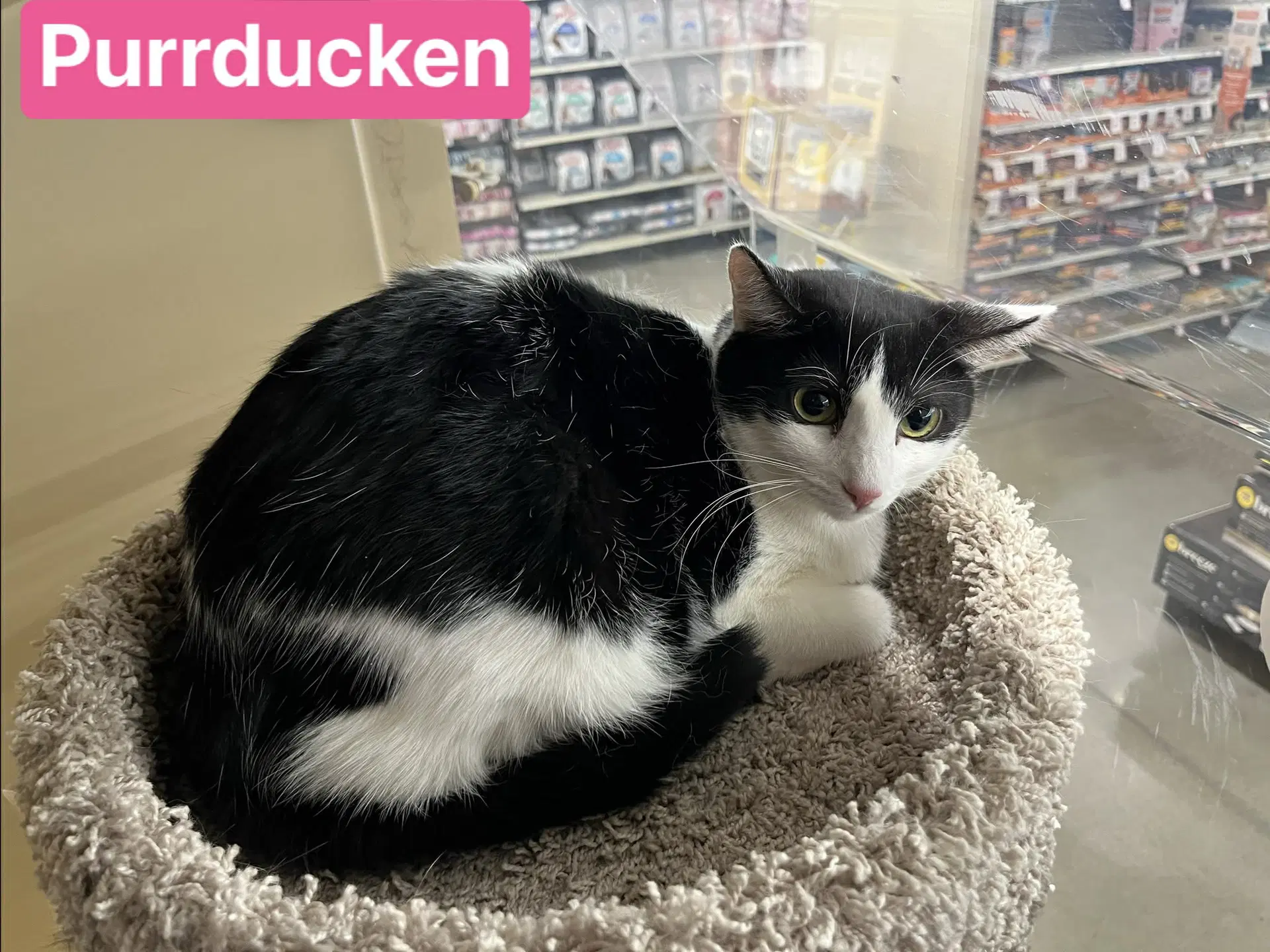 Purrducken - Domestic Short Hair